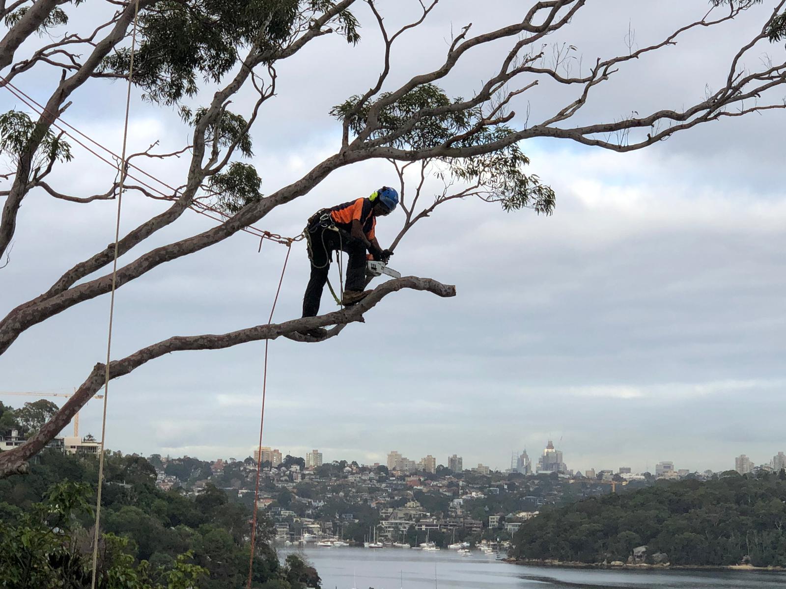 Safe and Affordable Tree Removal Services Company Northern Beaches Sydney