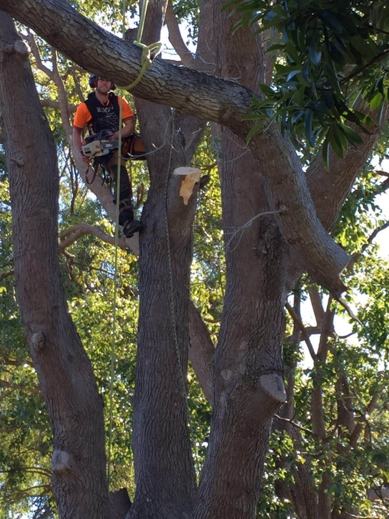 Tree Trimming and Pruning Services - Tree Trim Sydney